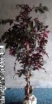 kunstplant / kunstboom ficus soort met echte stam met wijnrode bladeren